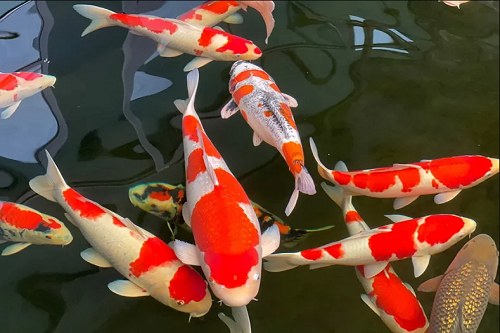 Cá Koi - Biểu tượng của sức mạnh, may mắn và tình yêu