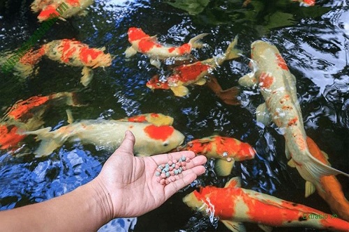 Cá Koi ăn bao nhiêu là đủ: Hướng dẫn và tư vấn cho việc nuôi cá Koi