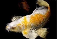 Cá Koi Thanh Hóa: Tổng hợp kiến thức từ A-Z