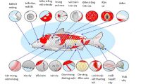 Các loại bệnh cá koi thường gặp-Chia sẻ từ cá koi Thanh Hóa